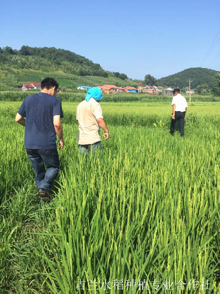 用心的自然馈赠——舒兰·吉兰大米